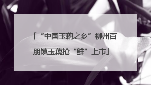“中国玉藕之乡”柳州百朋镇玉藕抢“鲜”上市