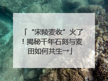 “宋陵麦收”火了！揭秘千年石刻与麦田如何共生→