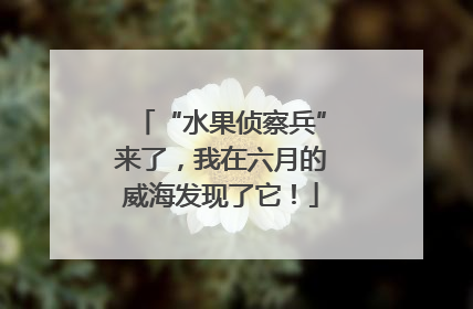 “水果侦察兵”来了，我在六月的威海发现了它！