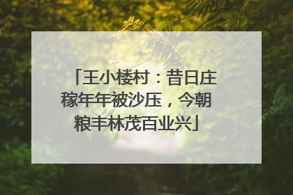 王小楼村：昔日庄稼年年被沙压，今朝粮丰林茂百业兴