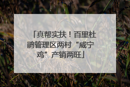 真帮实扶！百里杜鹃管理区两村“威宁鸡”产销两旺