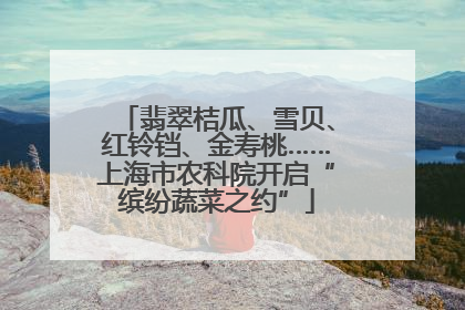 翡翠桔瓜、雪贝、红铃铛、金寿桃……上海市农科院开启“缤纷蔬菜之约”