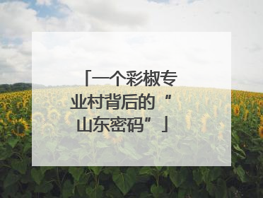 一个彩椒专业村背后的“山东密码”