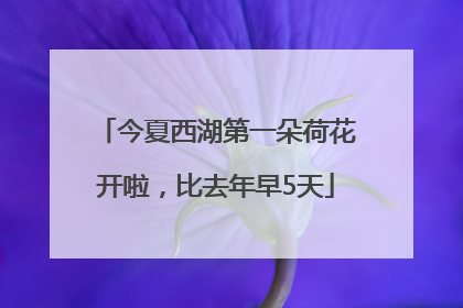 今夏西湖第一朵荷花开啦，比去年早5天