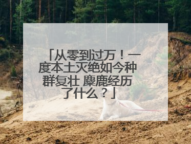 从零到过万！一度本土灭绝如今种群复壮 麋鹿经历了什么？