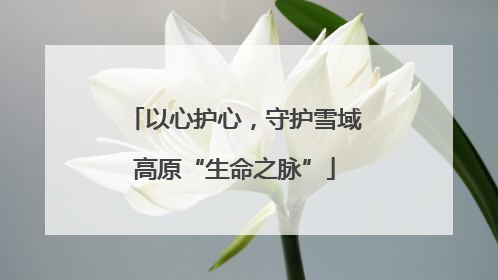 以心护心，守护雪域高原“生命之脉”