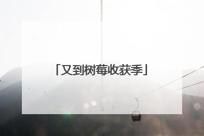 又到树莓收获季