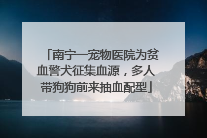 南宁一宠物医院为贫血警犬征集血源，多人带狗狗前来抽血配型