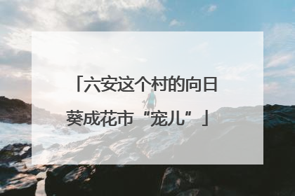 六安这个村的向日葵成花市“宠儿”