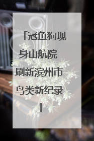 冠鱼狗现身山航院 刷新滨州市鸟类新纪录