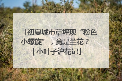 初夏城市草坪现“粉色小螺旋”，竟是兰花？ | 小叶子沪花记