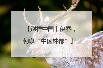 别样中国丨伊春，何以“中国林都”