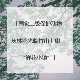 国家二级保护动物灰林鸮光临竹山上庸“鲜花小镇”