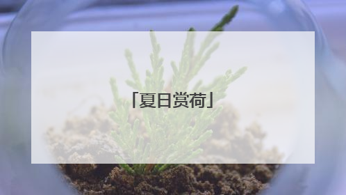 夏日赏荷