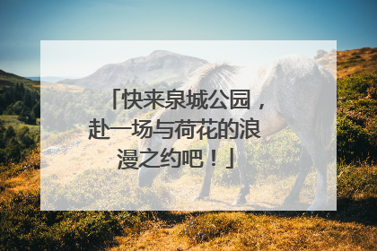 快来泉城公园，赴一场与荷花的浪漫之约吧！