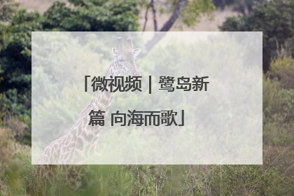 微视频｜鹭岛新篇 向海而歌