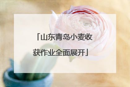 山东青岛小麦收获作业全面展开
