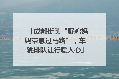 成都街头“野鸡妈妈带崽过马路”，车辆排队让行暖人心