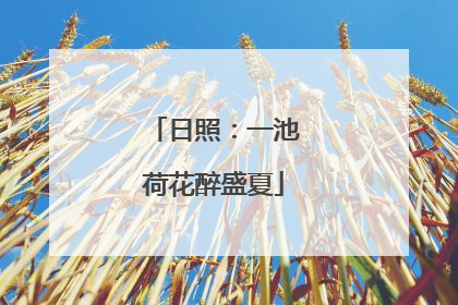 日照：一池荷花醉盛夏