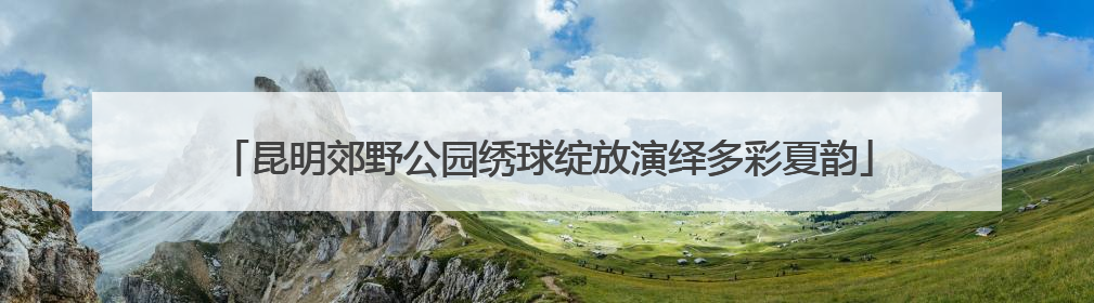 昆明郊野公园绣球绽放演绎多彩夏韵