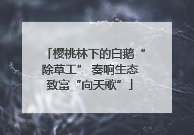 樱桃林下的白鹅“除草工” 奏响生态致富“向天歌”