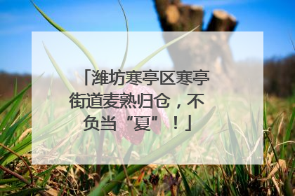 潍坊寒亭区寒亭街道麦熟归仓，不负当“夏”！