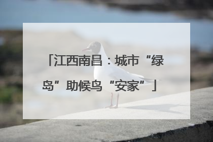 江西南昌：城市“绿岛”助候鸟“安家”