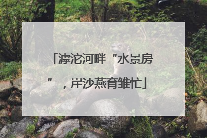 滹沱河畔“水景房”，崖沙燕育雏忙