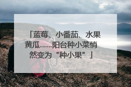 蓝莓、小番茄、水果黄瓜……阳台种小菜悄然变为“种小果”
