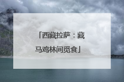 西藏拉萨：藏马鸡林间觅食