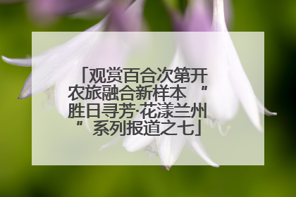 观赏百合次第开 农旅融合新样本 “胜日寻芳·花漾兰州”系列报道之七