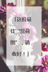 这份最佳“赏荷图”，请收好！