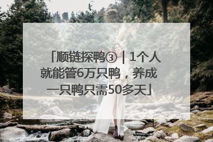 顺链探鸭③｜1个人就能管6万只鸭，养成一只鸭只需50多天