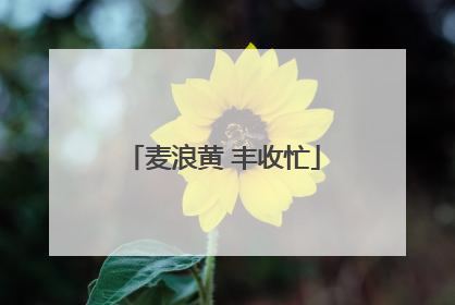 麦浪黄 丰收忙