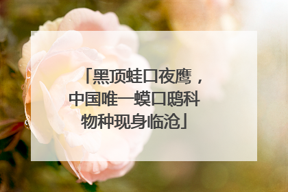 黑顶蛙口夜鹰，中国唯一蟆口鸱科物种现身临沧